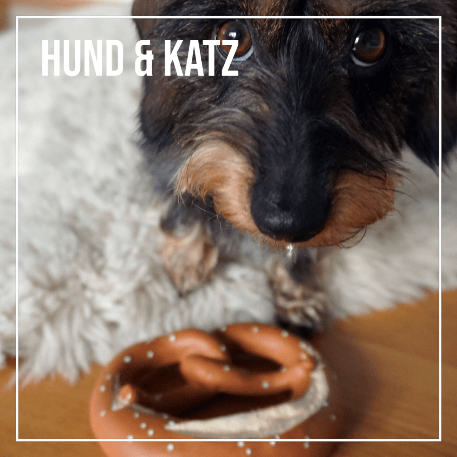 Hund & Katz - meinherzschlag.de
