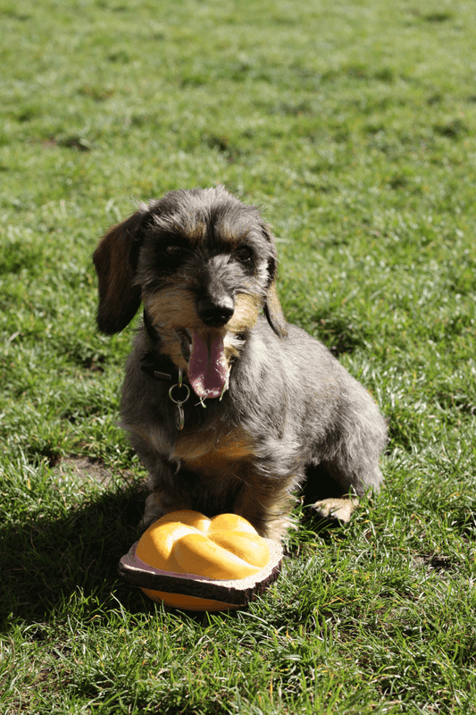 Quietsch - Leberkäs - Semmel - meinherzschlag.de